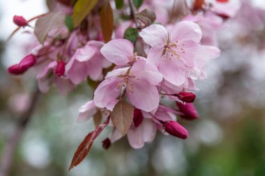Kiraz çiçekleri. Japon kirazı ya da sakura, kiraz alt cinsinin dekoratif ağaçları için yaygın bir isimdir..