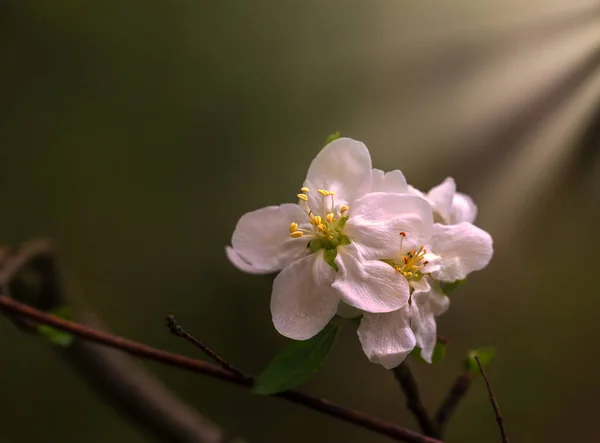Eljött Tavasz Gyümölcsfákat Virágok Borítják Almafák Körték Őszibarack Vitatkoznak Egymással — Stock Fotó
