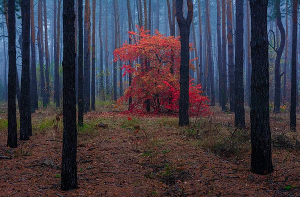 Autumn Forest Traveling Forest Roads Autumn Colors Adorned Trees Light — Stock Photo, Image