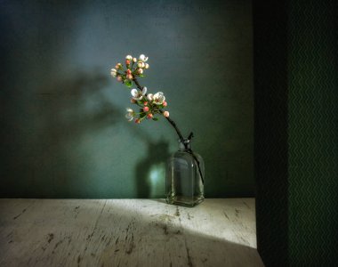 Çiçek açan bir dalla sakin bir hayat. İlkbahar, iç mekan. Minimalizm.