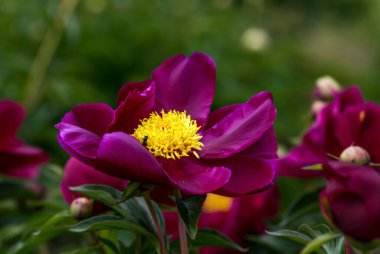 Peony (Peony), Pivonia ailesinden (Paeoniaceae) tek bitki cinsidir. Çalı ve bira üreticilerinin yanı sıra daimi otlar (çoğu tür).