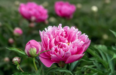 Peony (Peony), Pivonia ailesinden (Paeoniaceae) tek bitki cinsidir. Çalı ve bira üreticilerinin yanı sıra daimi otlar (çoğu tür).
