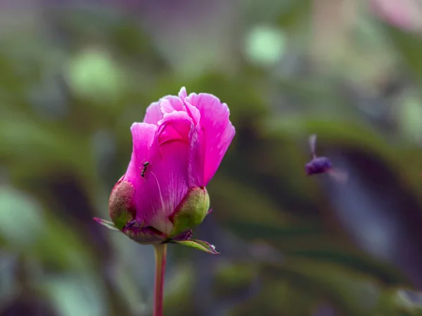 Pivoňka Paeonia Jediný Rod Rostlin Čeledi Pivonia Paeoniaceae Trvalá Tráva — Stock fotografie