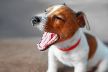 Küçük köpek yavrusu yerde otururken esniyor. Burnuna odaklan..