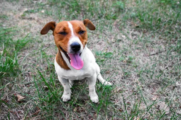 Memnun köpek Jack Russell Terrier yerde oturur ve sahibine bakar. Yukarıdan görünüm.