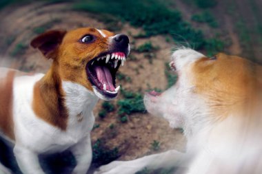 İki köpek sokakta kavga ediyor. Saldırgan köpekler. Köpek saldırısı..