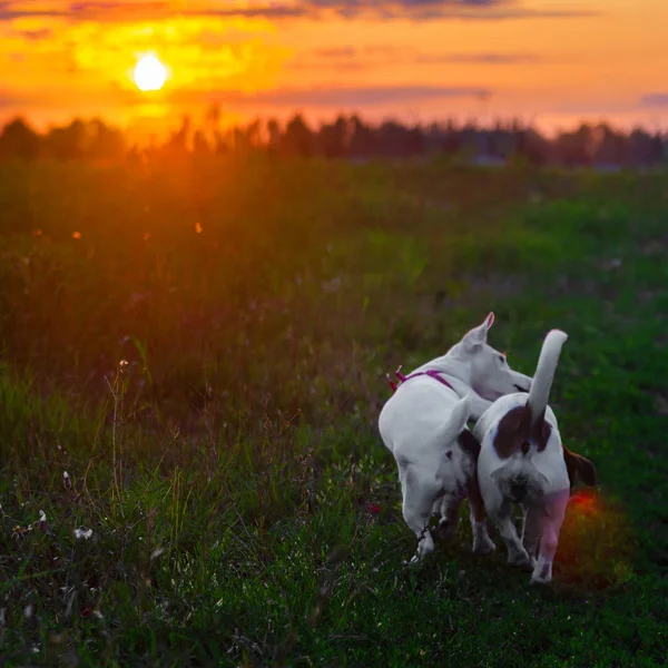 Liefdevolle paar honden lopen bij zonsondergang. Romantische relatie concept — Stockfoto