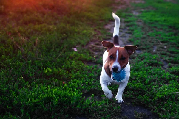 Grappig huisdier hond spelen met blauw speelgoed bal — Stockfoto