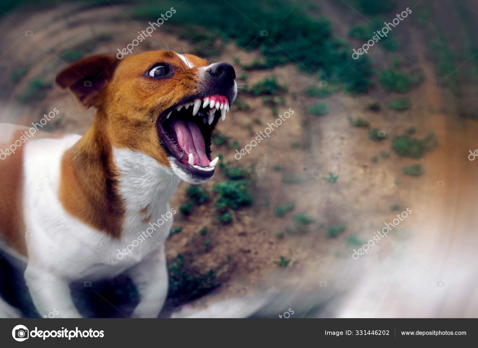 Are Jack Russell Dogs Aggressive