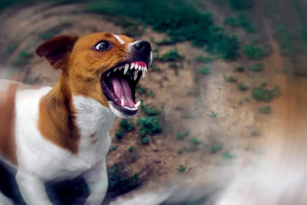 Cão zangado. cão agressivo perigoso. Ataque de cão . — Fotografia de Stock
