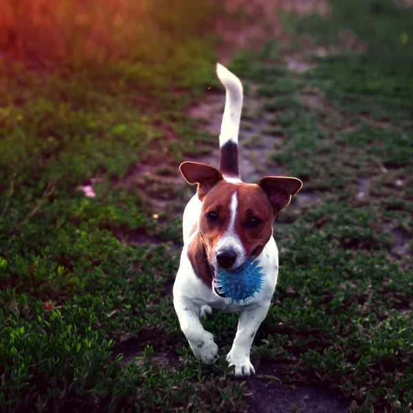 Grappig huisdier hond spelen met blauw speelgoed bal — Stockfoto