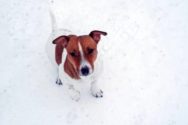 little poor frozen stray dog sits on the ground