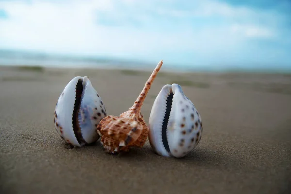 Paisaje con conchas en la playa tropical. Concepto de viajes y turismo. Enfoque suave . —  Fotos de Stock