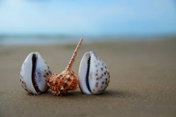 Kilátás a homokos strandra. Kagylók a homokban. Utazási és turisztikai koncepció. Lágy fókusz. — Stock Fotó