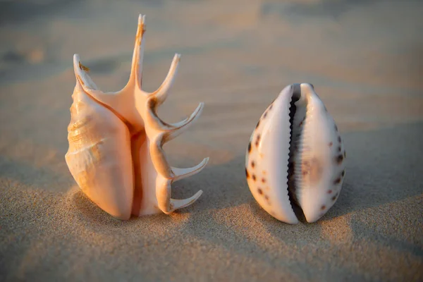 Vagina-shaped seashell on the background of the inscription labiaplasty. female health concept — Stock Fotó