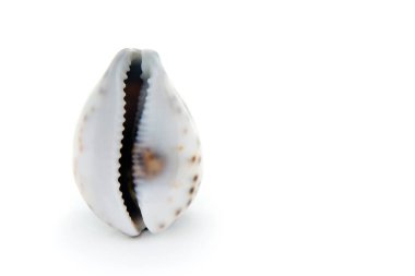Sea shell in the form of female genitals, vagina isolated on a white background. Female health concept.