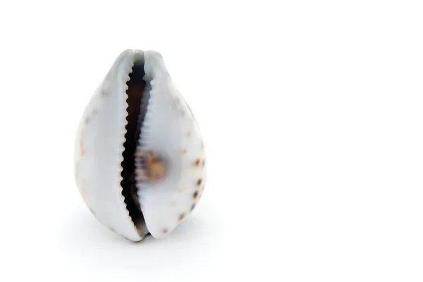 Sea shell in the form of female genitals, vagina isolated on a white background. Female health concept. — Stock Photo, Image