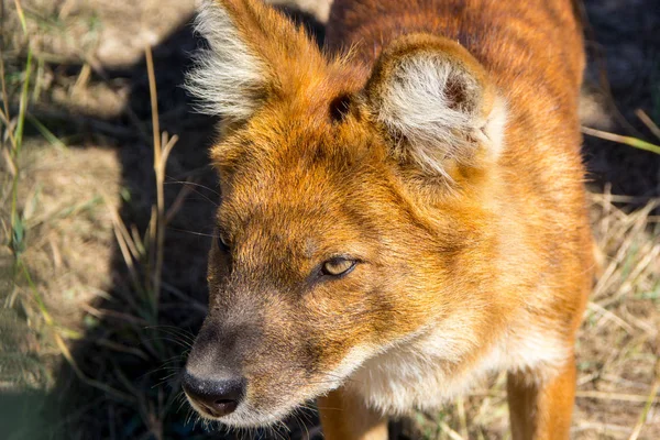 Head of the little red fox