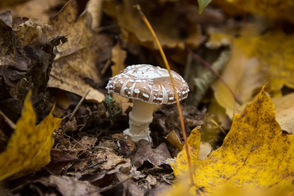 Paddestoel in gele bladeren — Stockfoto