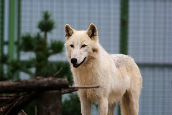 White wolf in the zoo