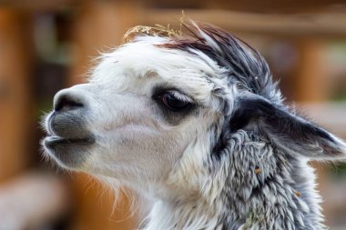 Hayvanat bahçesinde Shaggy alpaka