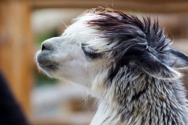 Shaggy alpaca in the zoo — Stock Photo, Image