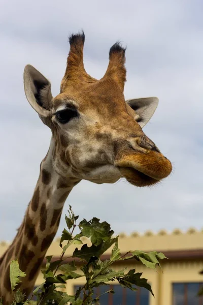 Cabeza de jirafa, comer hoja — Foto de Stock