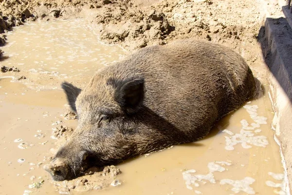 Wild boar in the mud — Stock Photo, Image