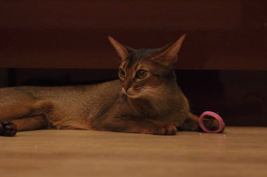 Genç Abissinian kırmızı kedisi ev eşyalarıyla oynuyor.