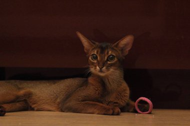 Genç Abissinian kırmızı kedisi ev eşyalarıyla oynuyor.