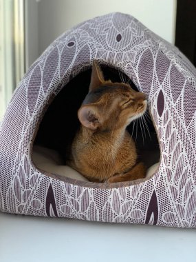 Genç Abigail 'li kırmızı dişi kedi, kedilerin evinde oturuyor.