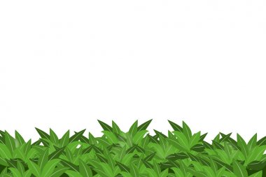 beyaz arkaplanda yeşil yapraklar izole.