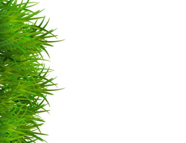 Metin için yer beyaz zemin üzerine izole yeşil çimen. 