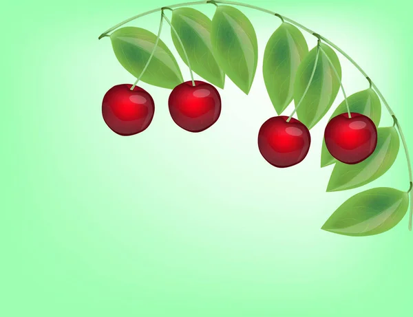 Realistické Cherry izolované na zeleném pozadí — Stockový vektor