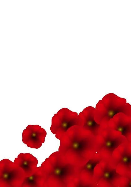 Arrière-plan avec des coquelicots rouges isolés sur blanc . — Image vectorielle