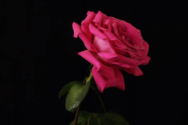 Yalnız kırmızı gül