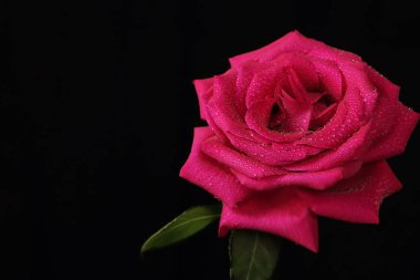 Yalnız kırmızı gül