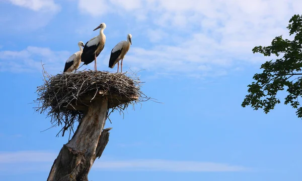 Famille de ces cigognes — Photo