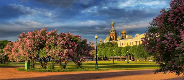 A virágzó lila a Mars mező, St. Petersburg — Stock Fotó