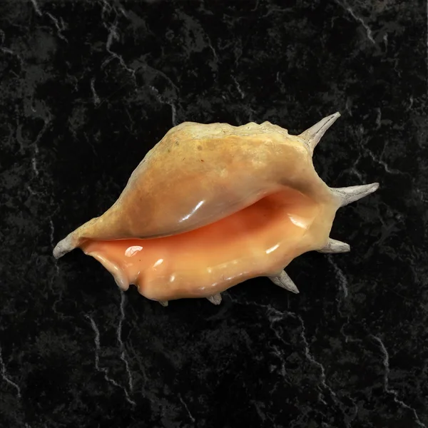 Ensam stor seashell — Stockfoto