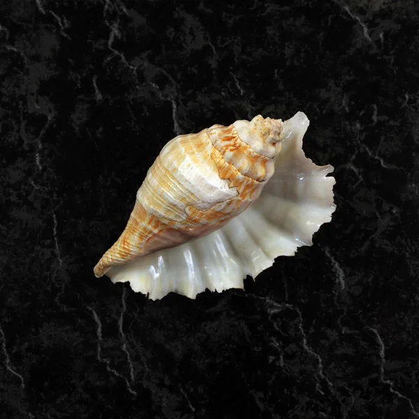 Ensam stor seashell — Stockfoto