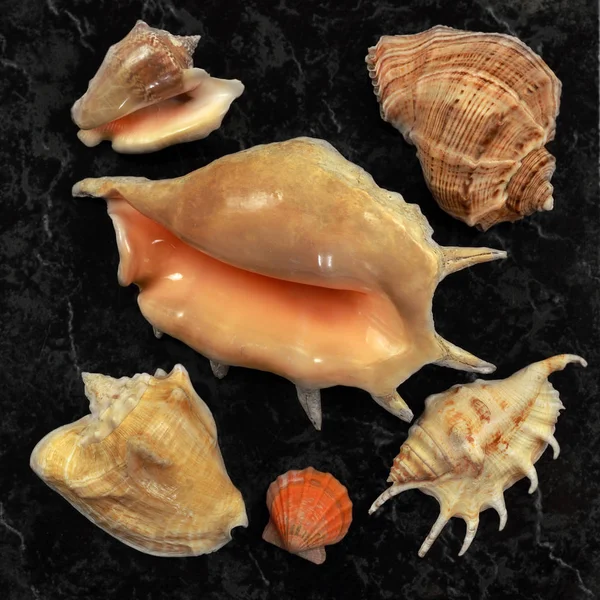 Sammlung verschiedener Muscheln — Stockfoto