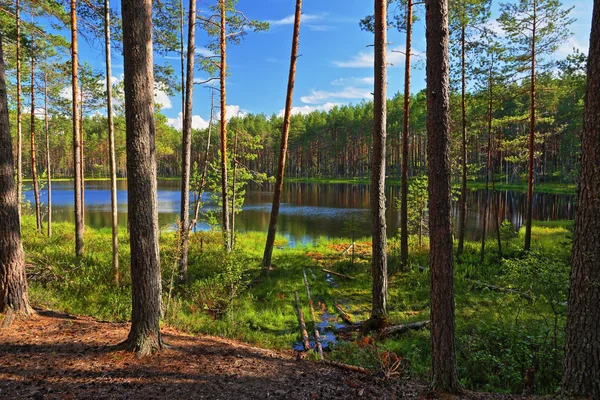 Las, jezioro dzikie — Zdjęcie stockowe