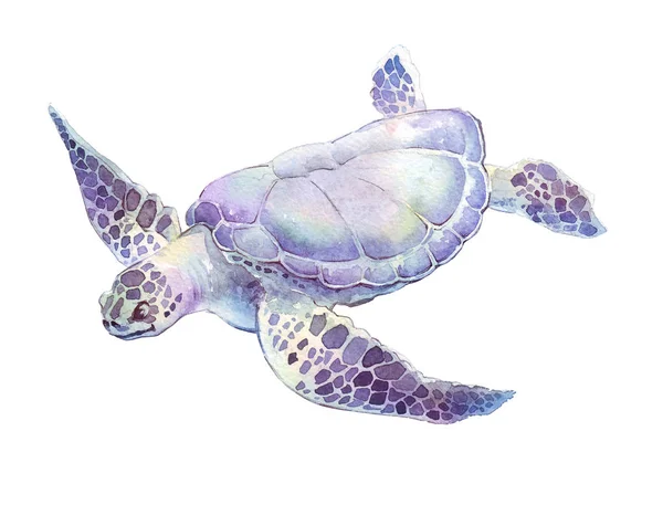 Nuoto tartaruga izolated dipinto a mano acquerello illustrazione — Foto Stock