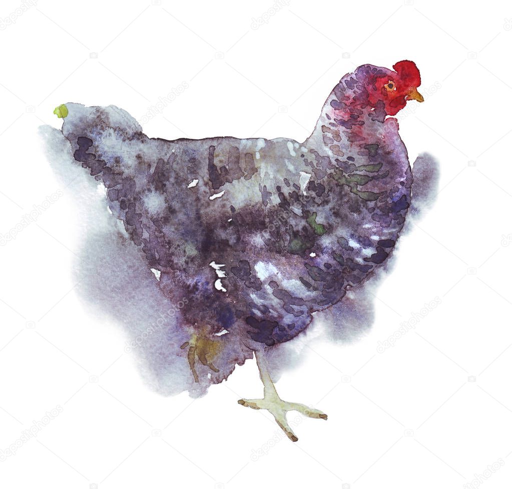 Schwarze Huhn Zu Fuß Hand Gemalt Aquarell Abbildung - 