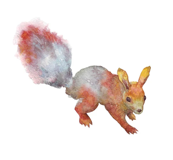 Rotes Eichhörnchen mit buschigem Schwanz — Stockfoto