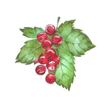 Frenk üzümü yaprağı