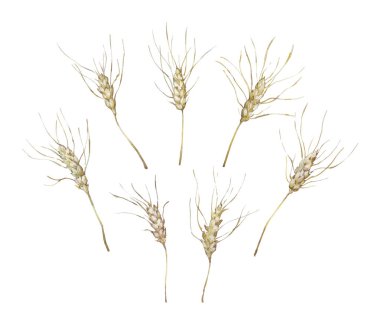 buğday kulakları üzerine beyaz izole