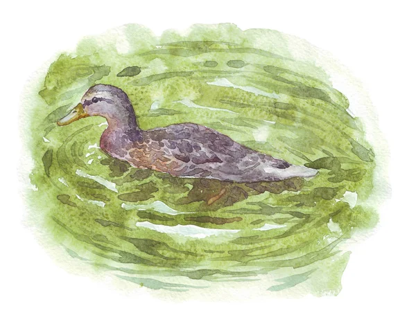 Brun Duck simning i sjövatten — Stockfoto