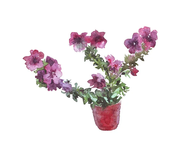 Rostlina v květináči — Stock fotografie